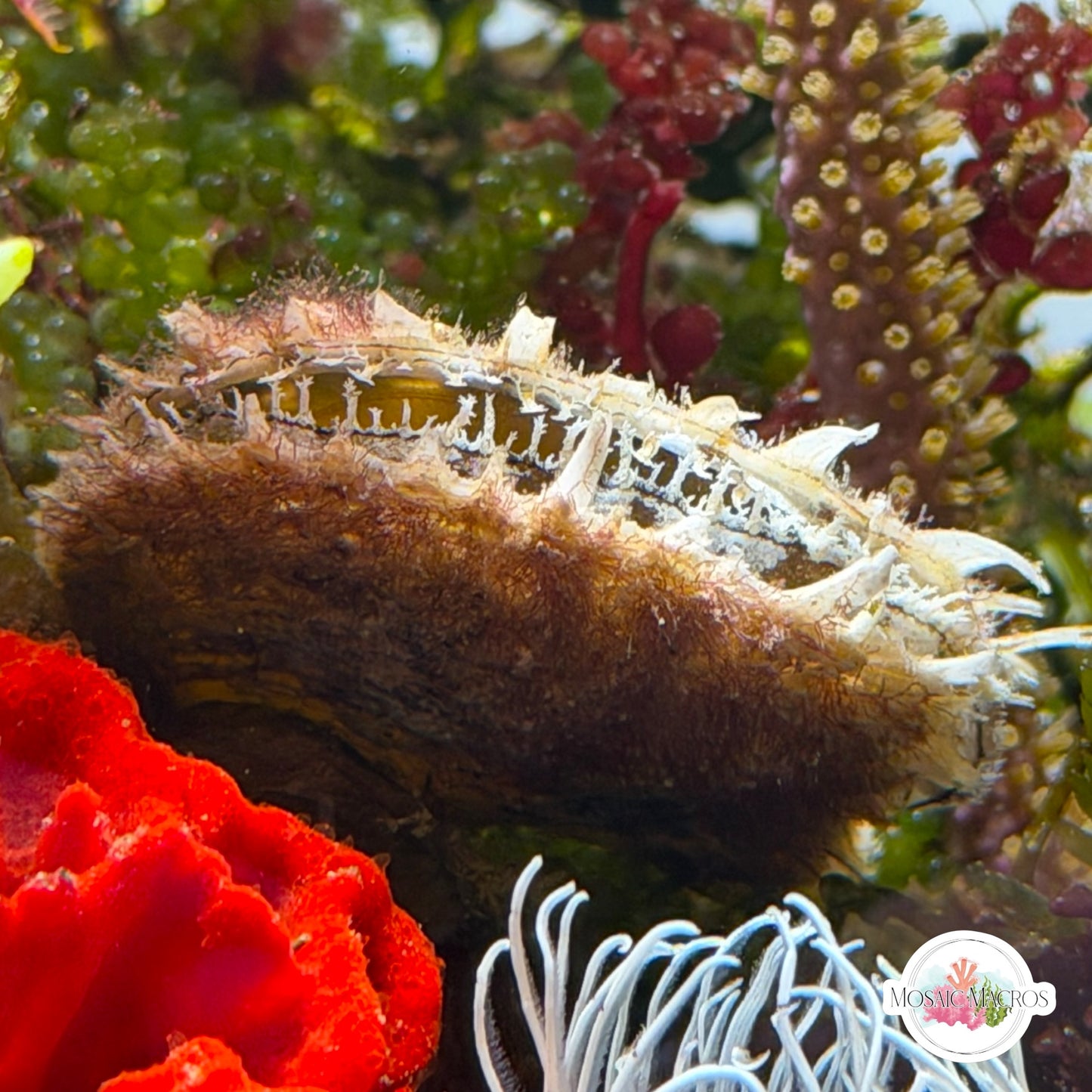 Feather Oyster | Pteriidae spp.