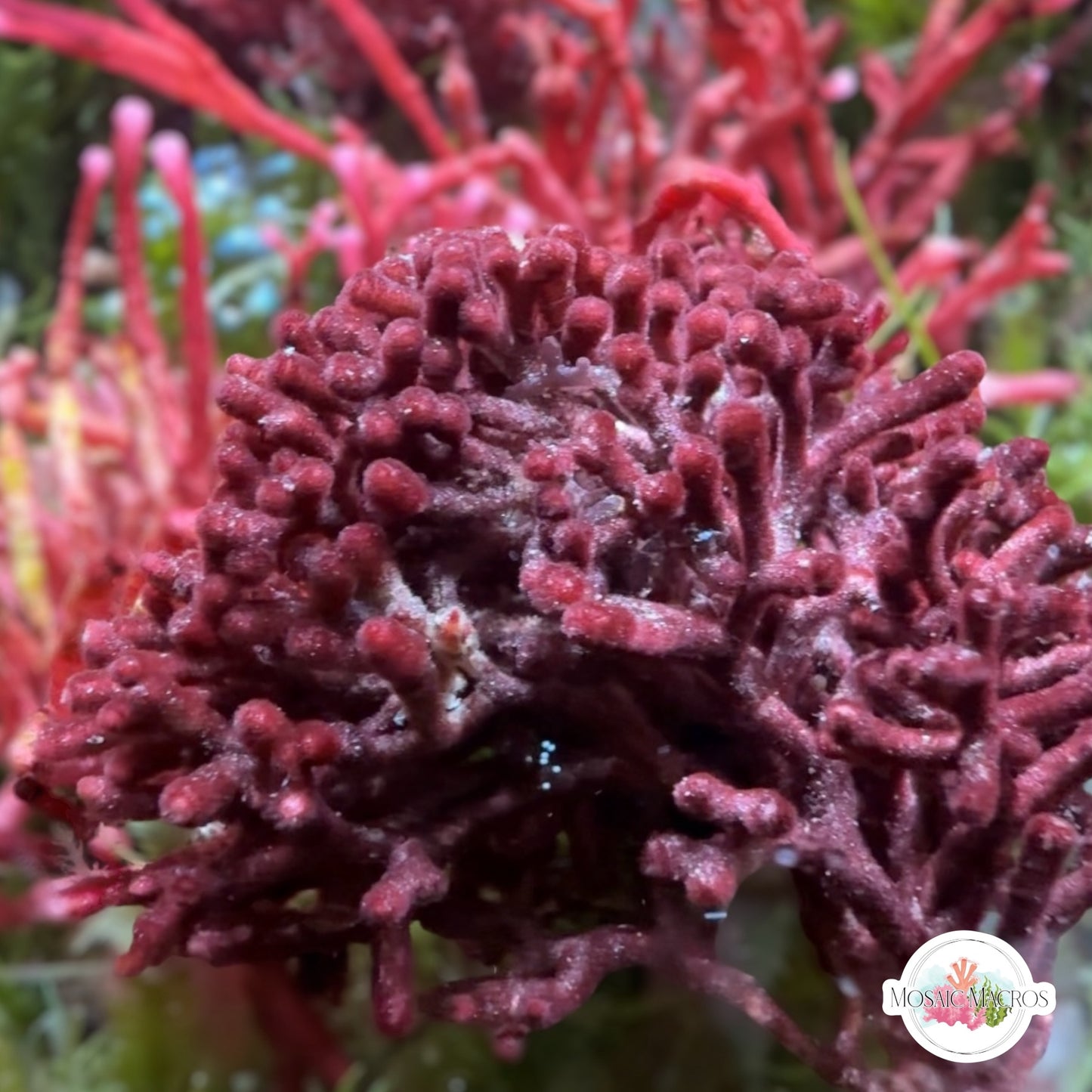 Bramble Thicket Macroalgae | Galaxaura sp.