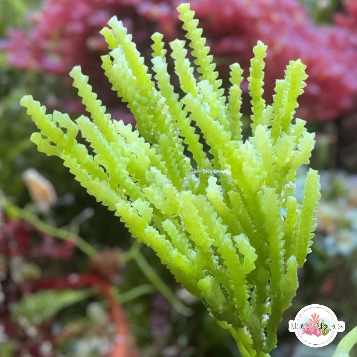 Cactus Caulerpa Macroalgae | Caulerpa cupressoides