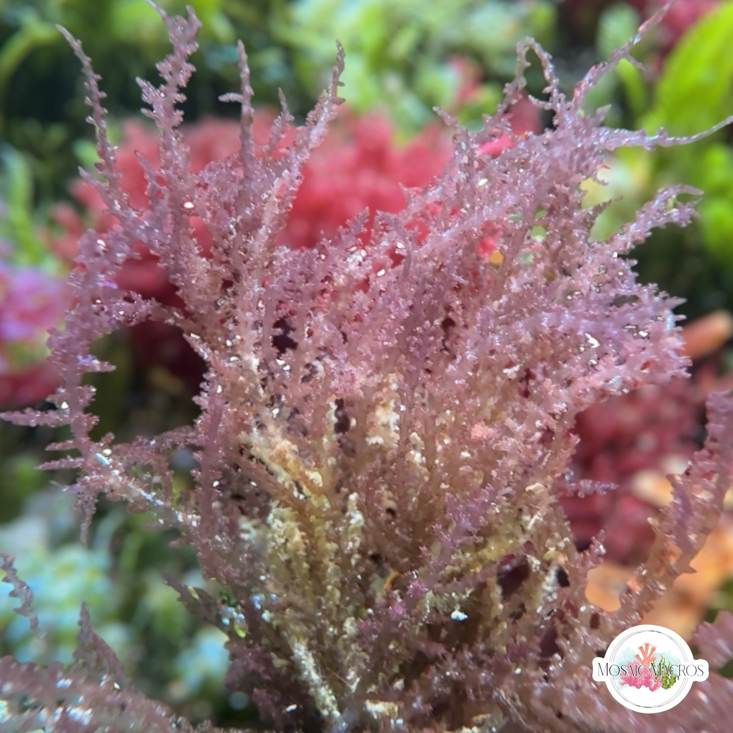 Prickly Seaweed Macroalgae | Acanthophora spicifera