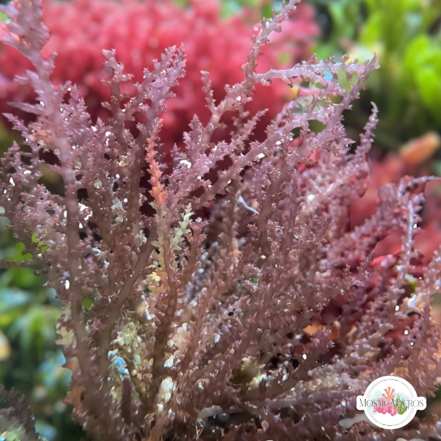 Prickly Seaweed Macroalgae | Acanthophora spicifera