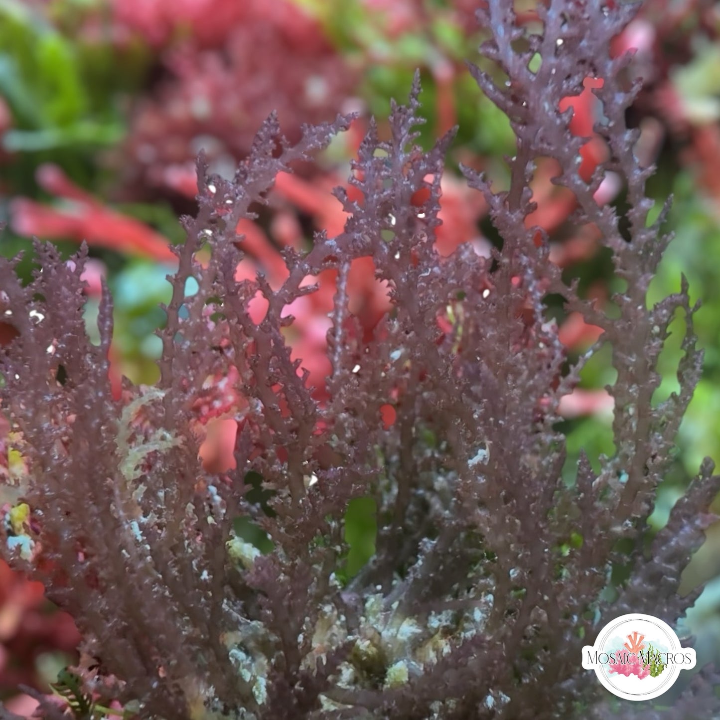 Prickly Seaweed Macroalgae | Acanthophora spicifera