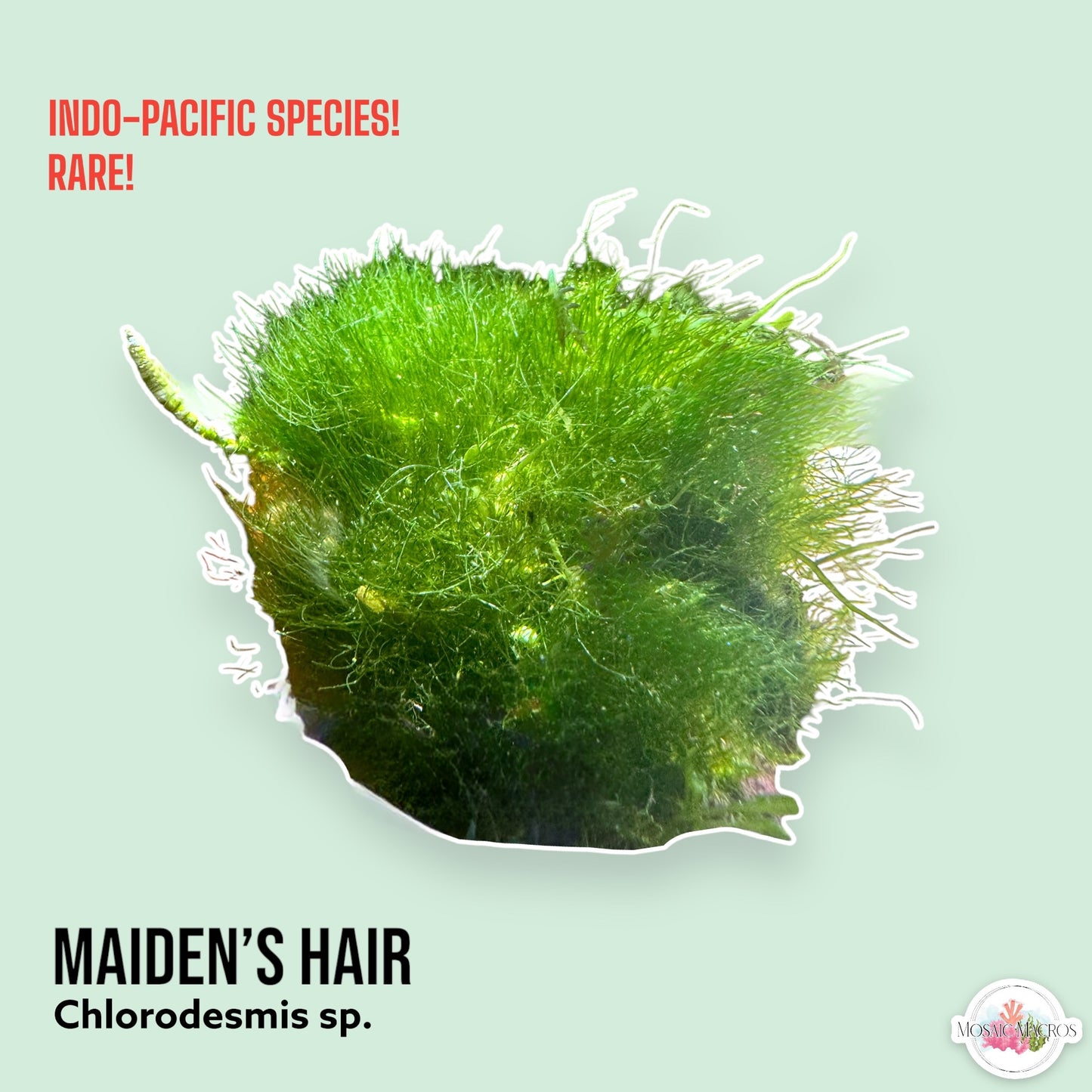 Maiden’s Hair Macroalgae | Chlorodesmis sp.