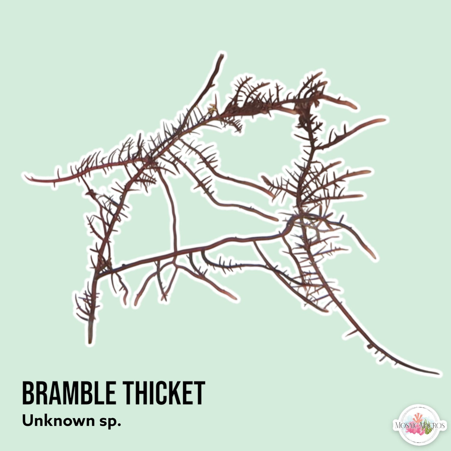 Spiny Bramble Macroalgae | Unknown sp.