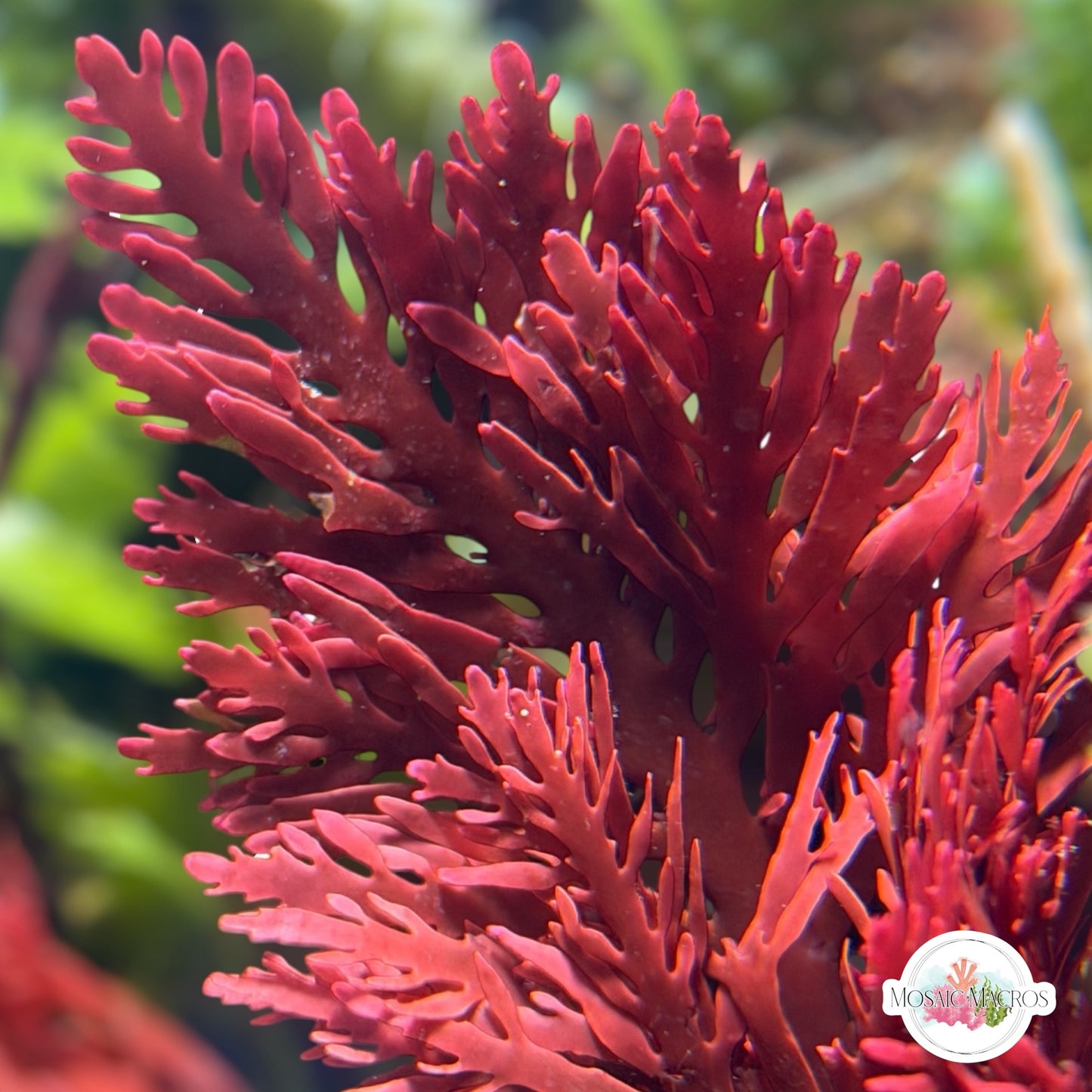 Flaming Phoenix Macroalgae | Haliptilon sp.