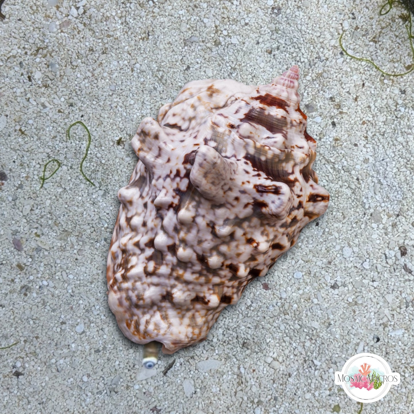 Silver-Lip Conch Snail | Lentigo lentiginosus