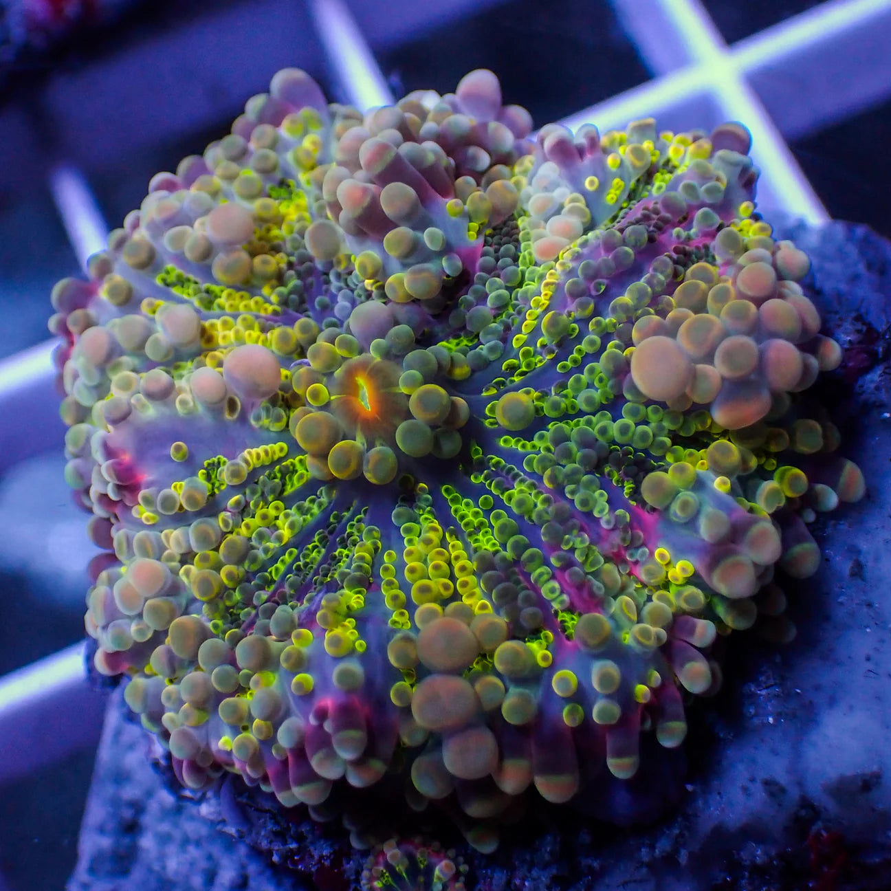 WYSWYG | Yuma Mushroom Ricordea | Ricordea yuma