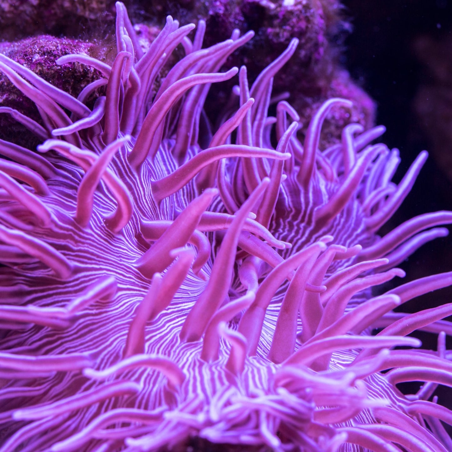 Purple Long-Tentacle Anemone | Macrodactyla doreensis