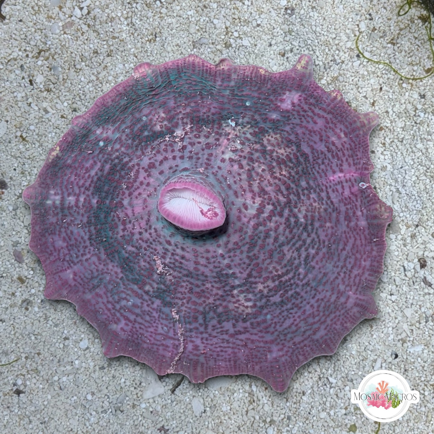 Blue Umbrella Mushroom | Discosoma neglecta