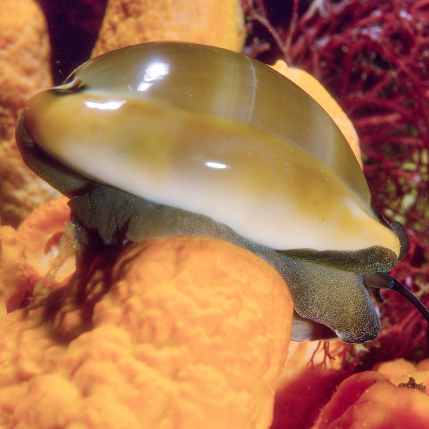 Atlantic Gray Cowrie Snail | Luria cinerea