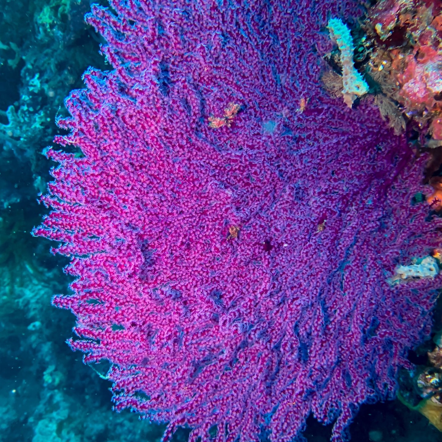 Purple Sea Fan | Leptogorgia sp.