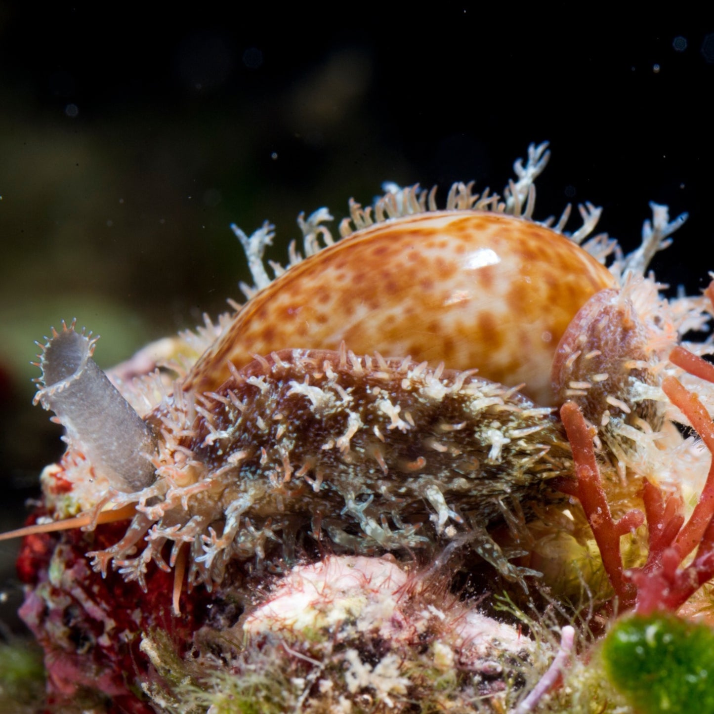 Thrush Cowrie Snail | Naria turdus