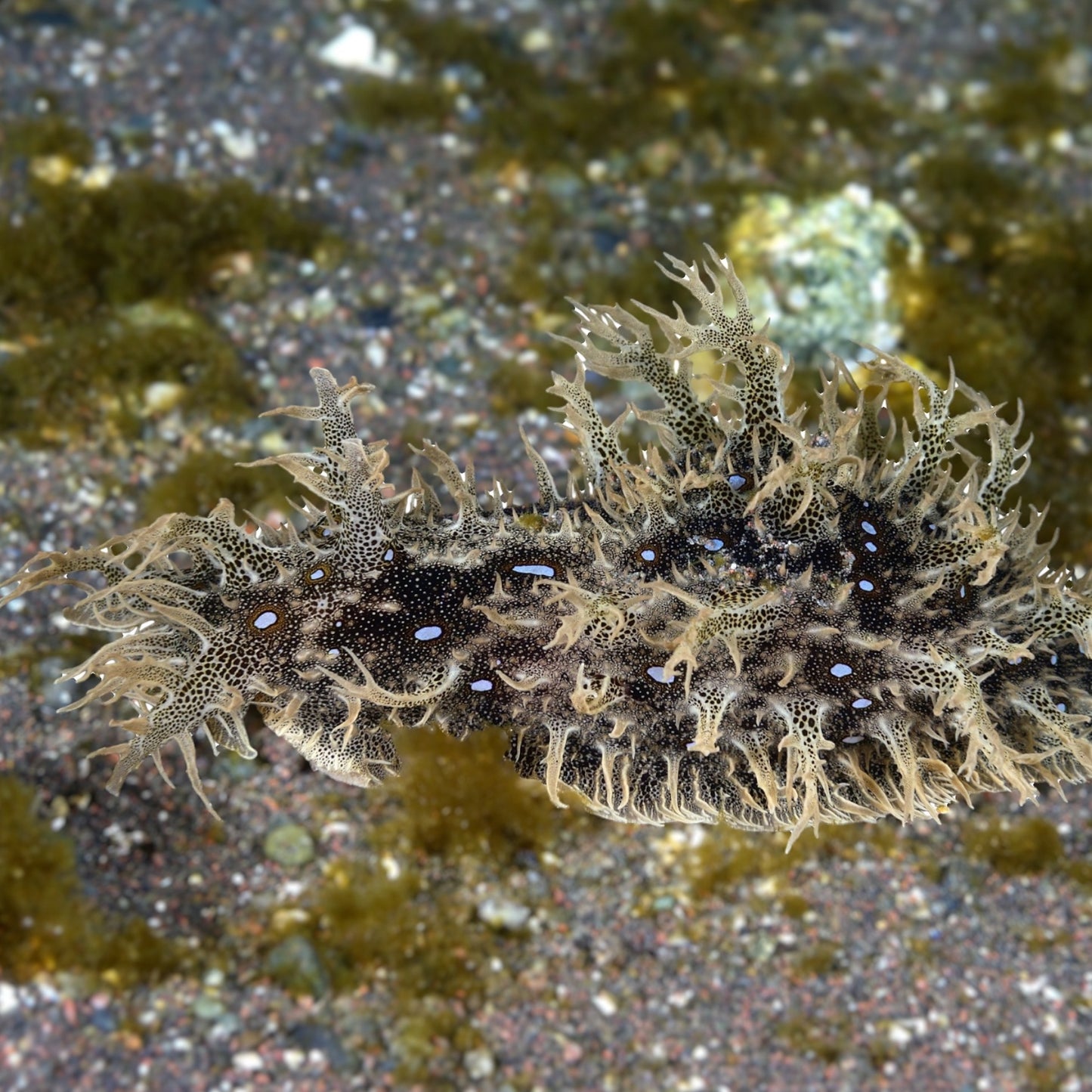 Ragged Sea Hare | Bursatella leachii