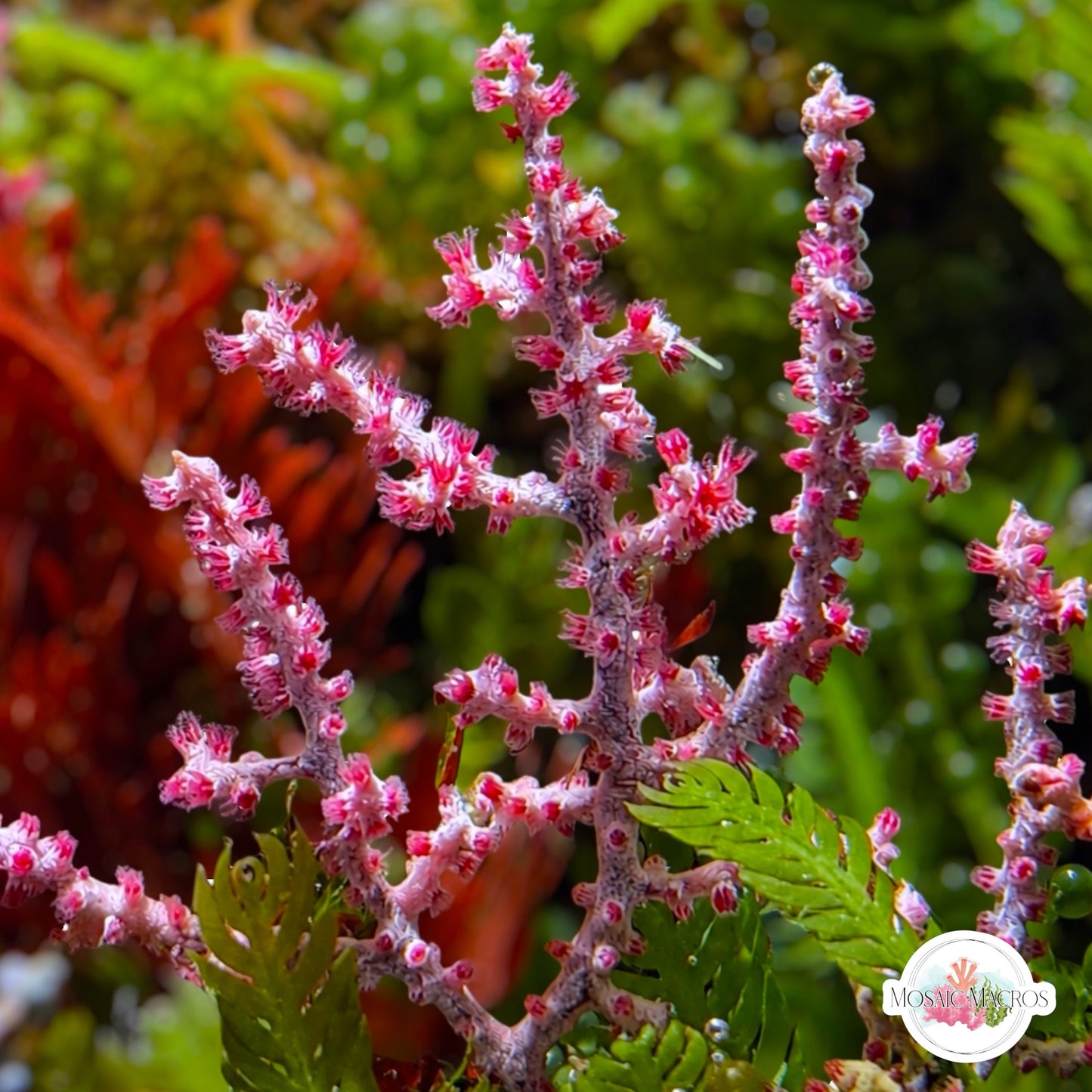 Cherry Tree Gorgonian | Muricella plectana
