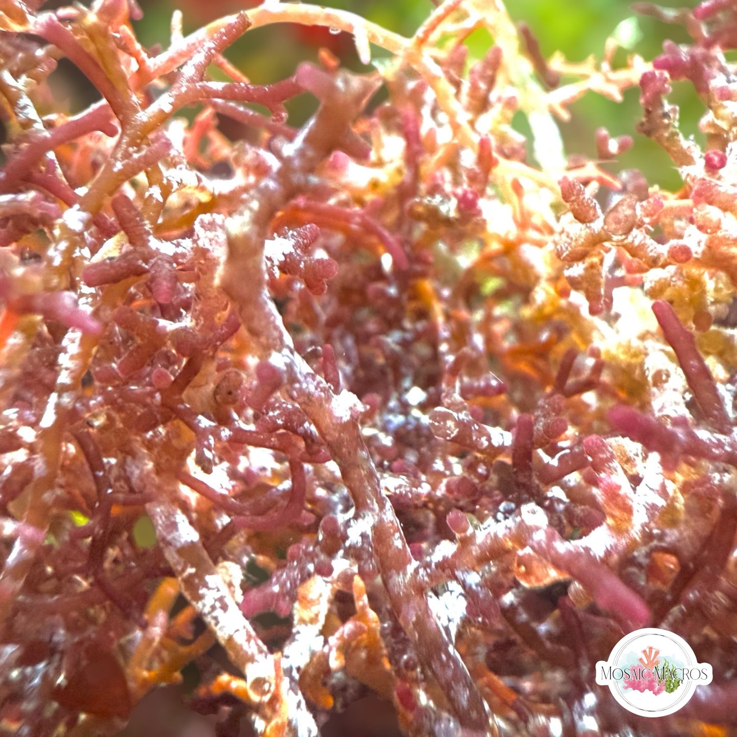 Rusty Laurencia Macroalgae | Laurencia sp.