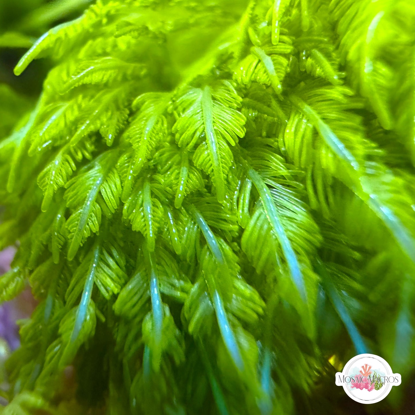 Fern Bryopsis Macroalgae | Bryopsis sp.