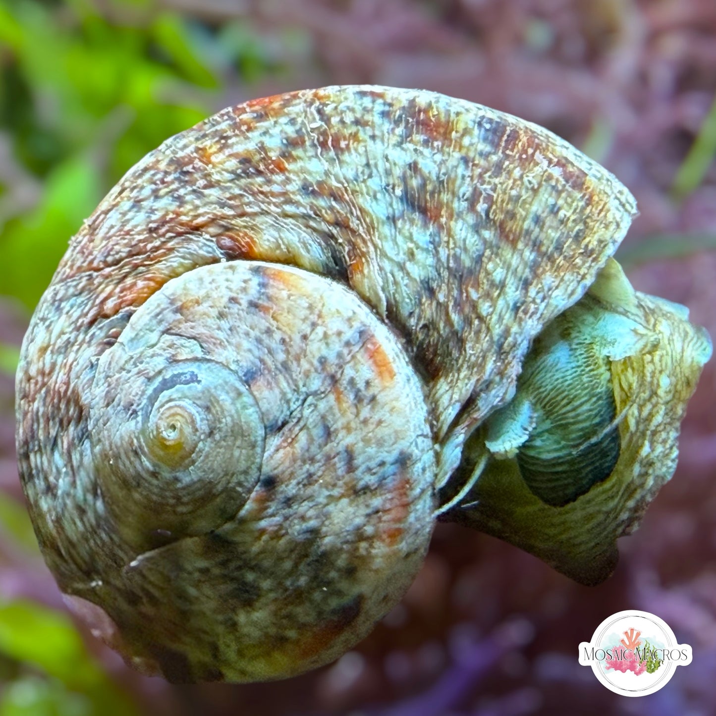 Torquato Turban Snail | Lunella torquata