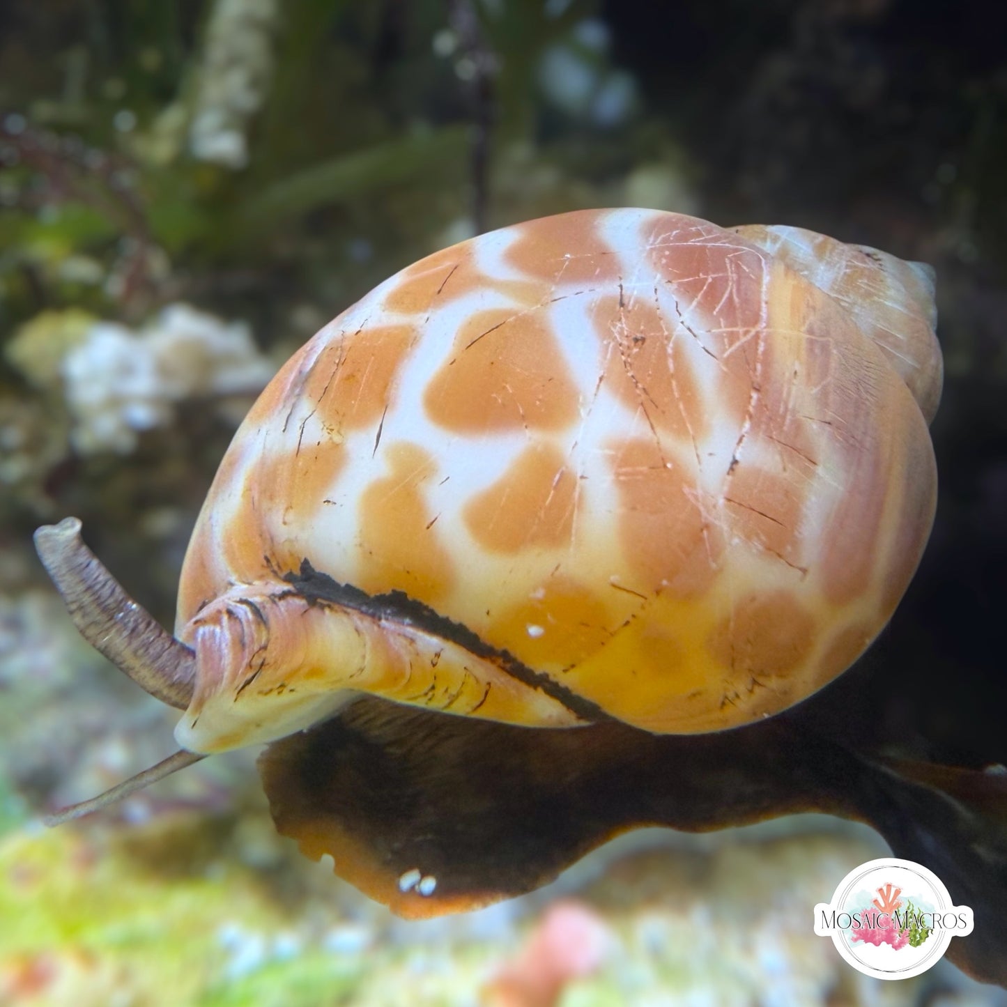 Leopard Nassarius Snail | Babylonia spirata