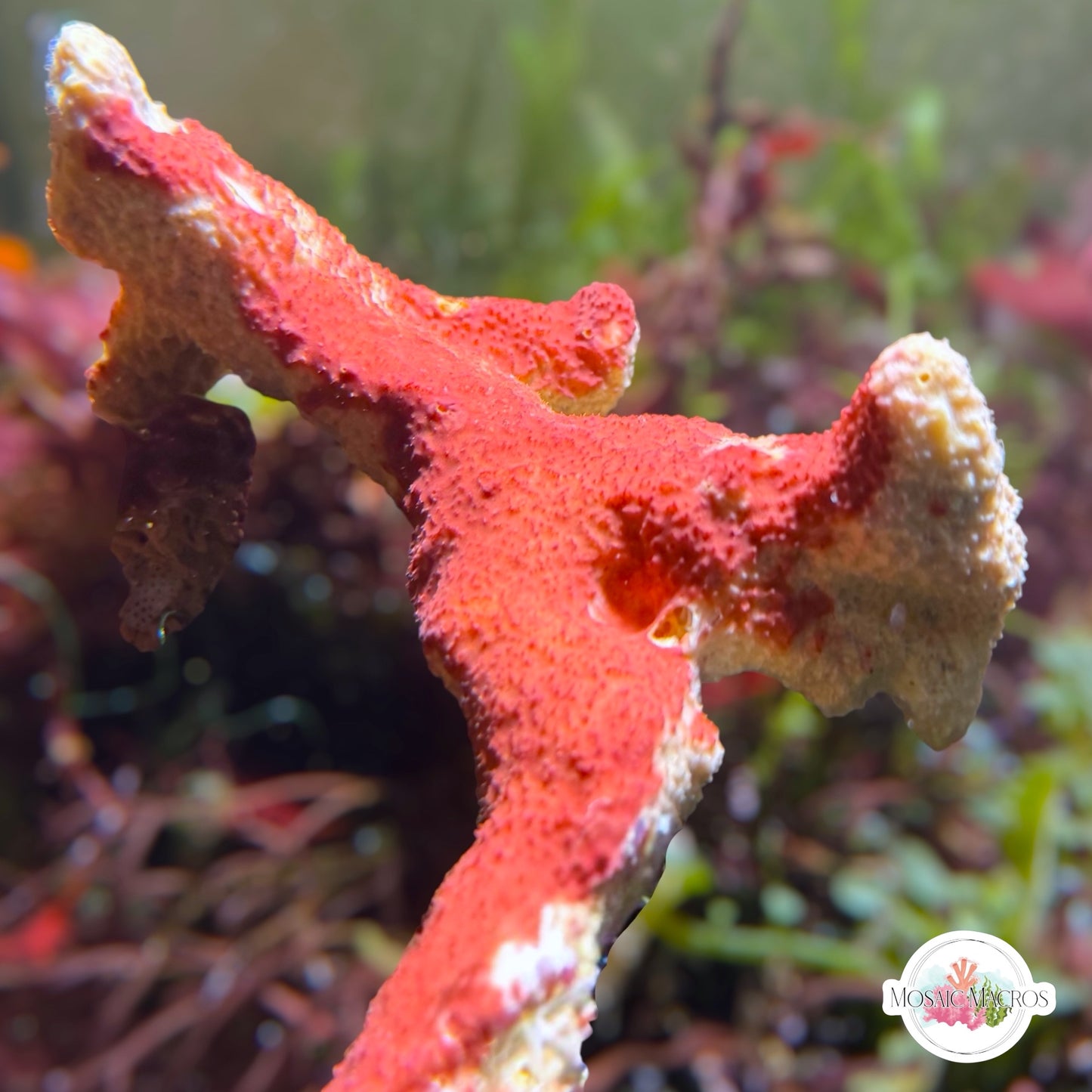 Cream & Red Encrusting Sponge | Unknown sp.