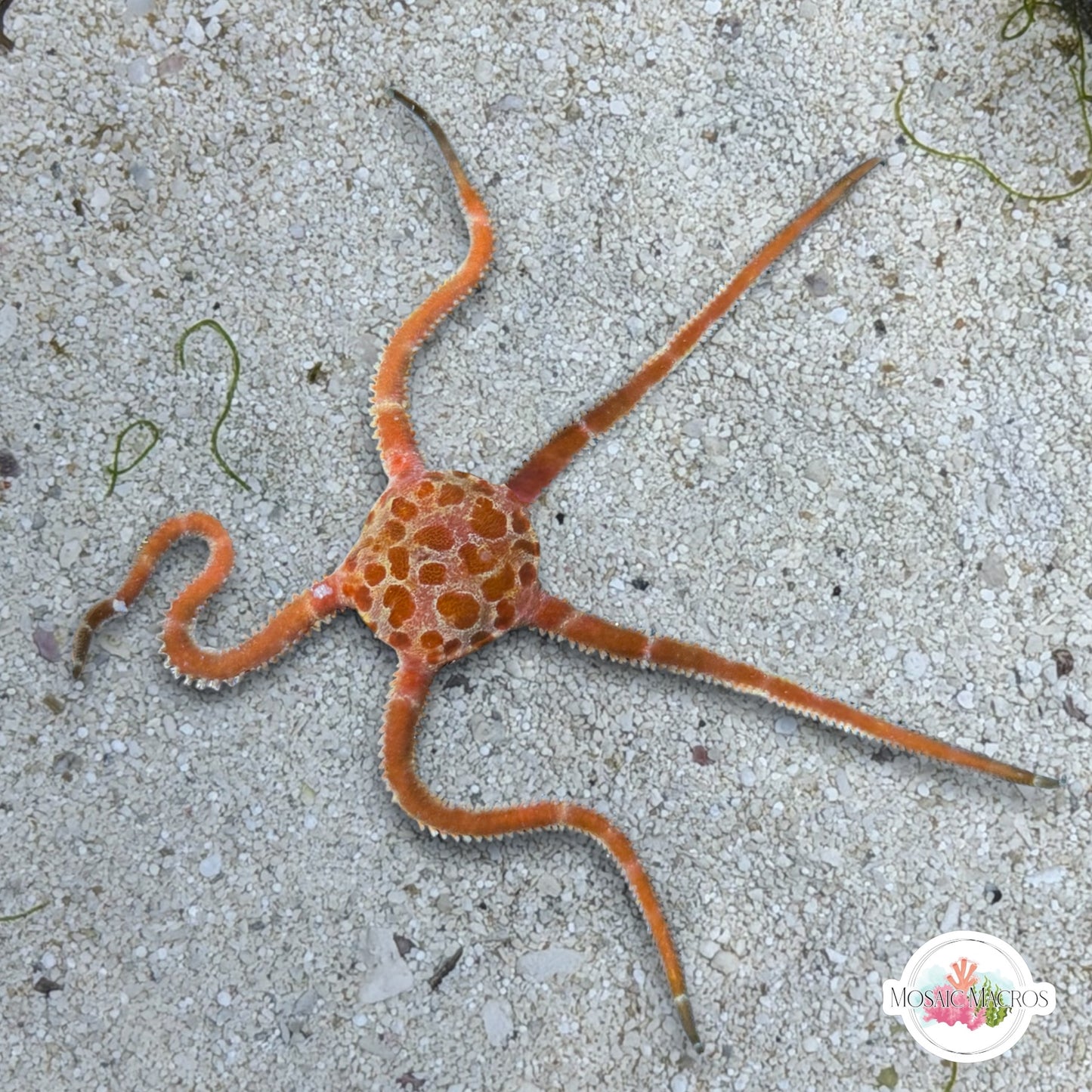 Giraffe Slimy Serpent Star | Ophiuroids spp.