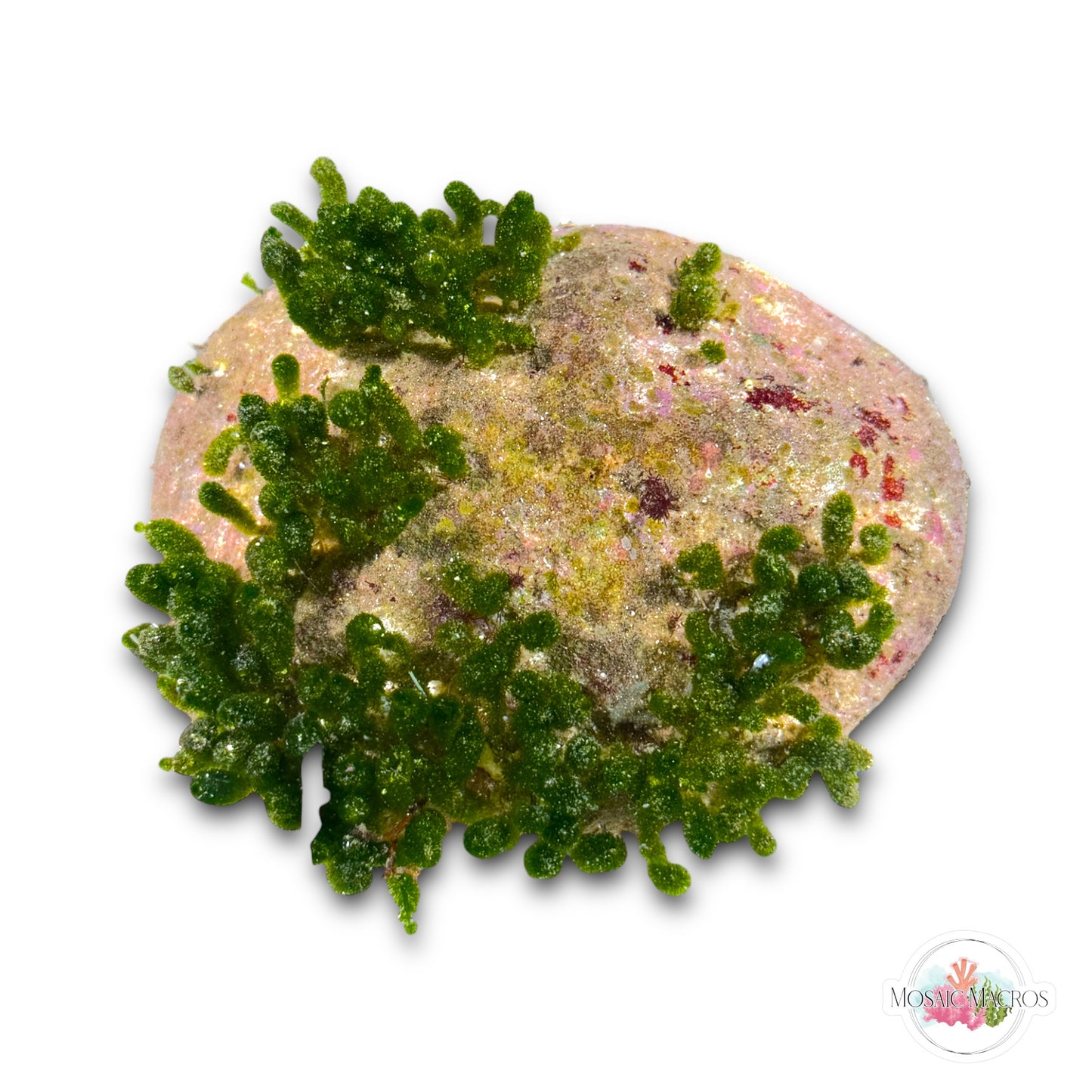 WYSWYG Batophora on Sea Biscuit Skeleton