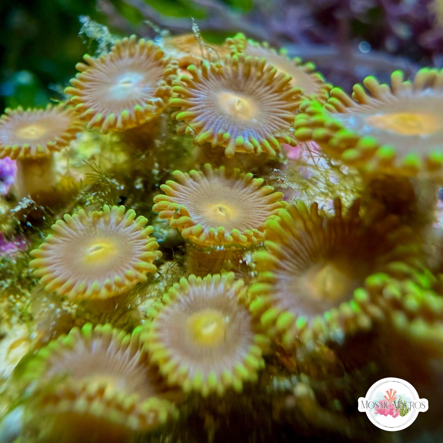 WYSWYG | Colored Zoanthids | Zoanthidea sp.