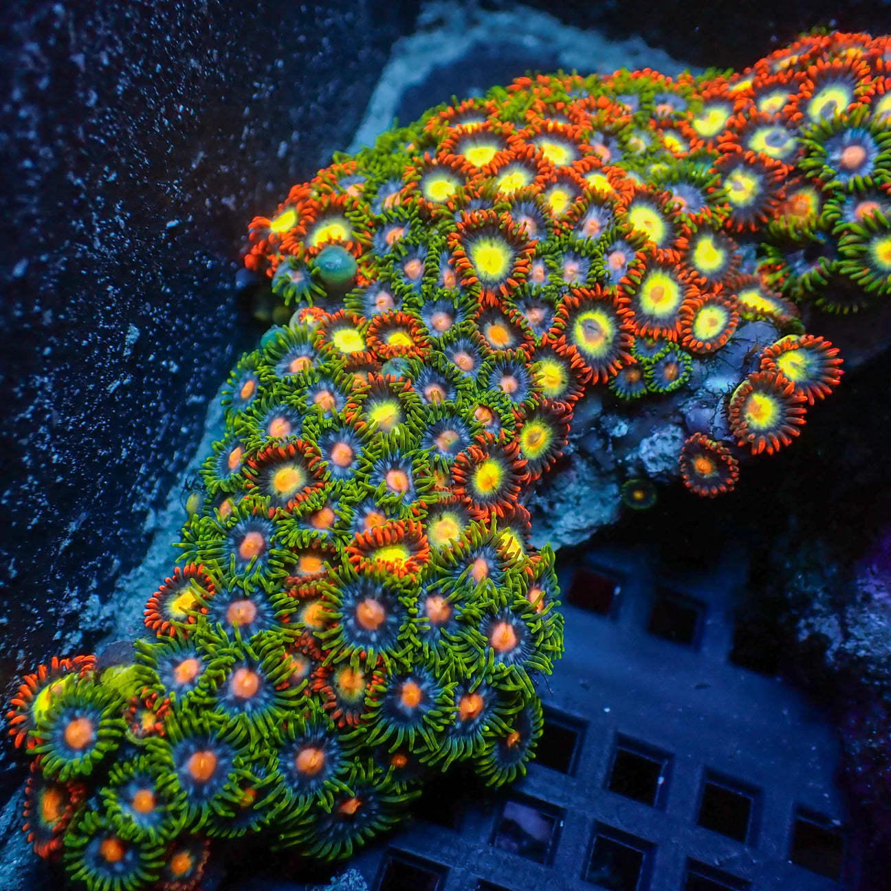 WYSWYG | Colored Zoanthids | Zoanthidea sp.
