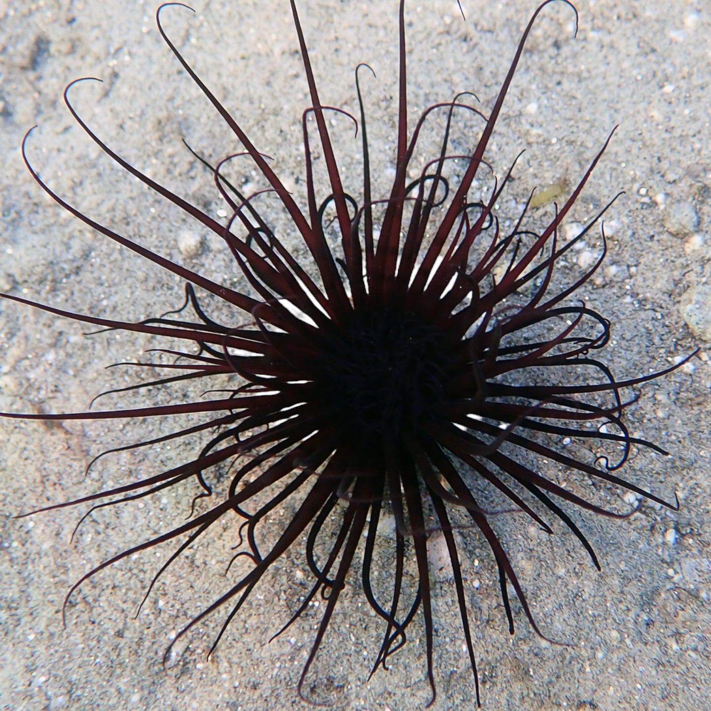 Midnight Tube Anemone | Cerianthus sp.