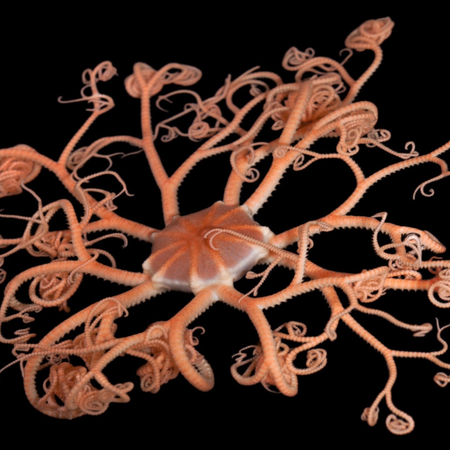 Basket Star | Gorgonocephalus sp.