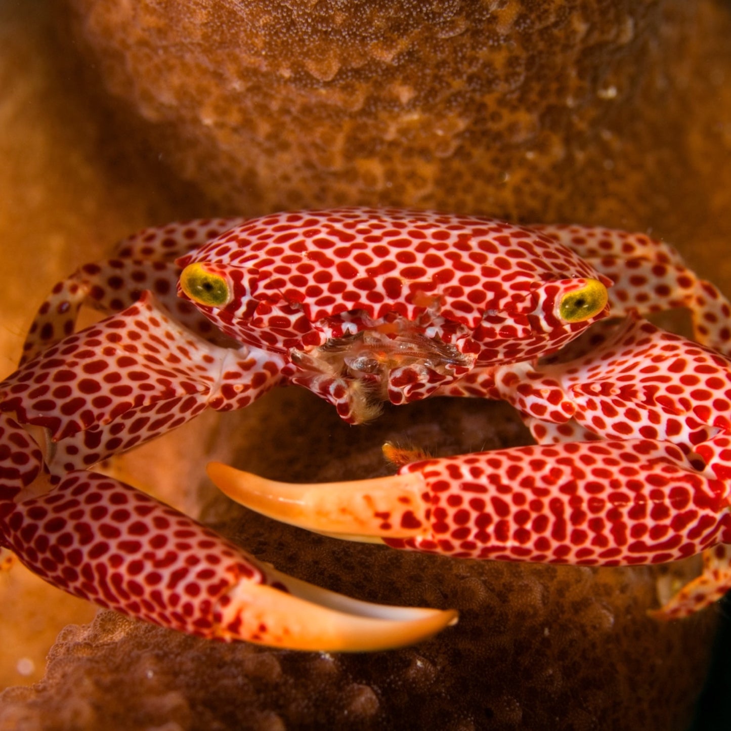 Spotted Trapeze Crab | Trapezia rufopuncata