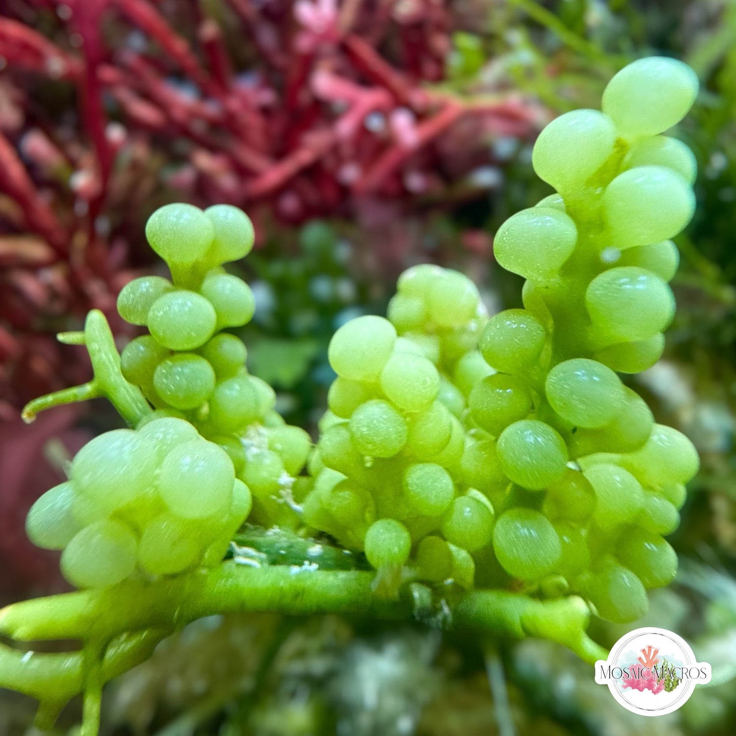 Green Bulb Caulerpa Macroalgae | Caulerpa racemosa var. Macrophysa
