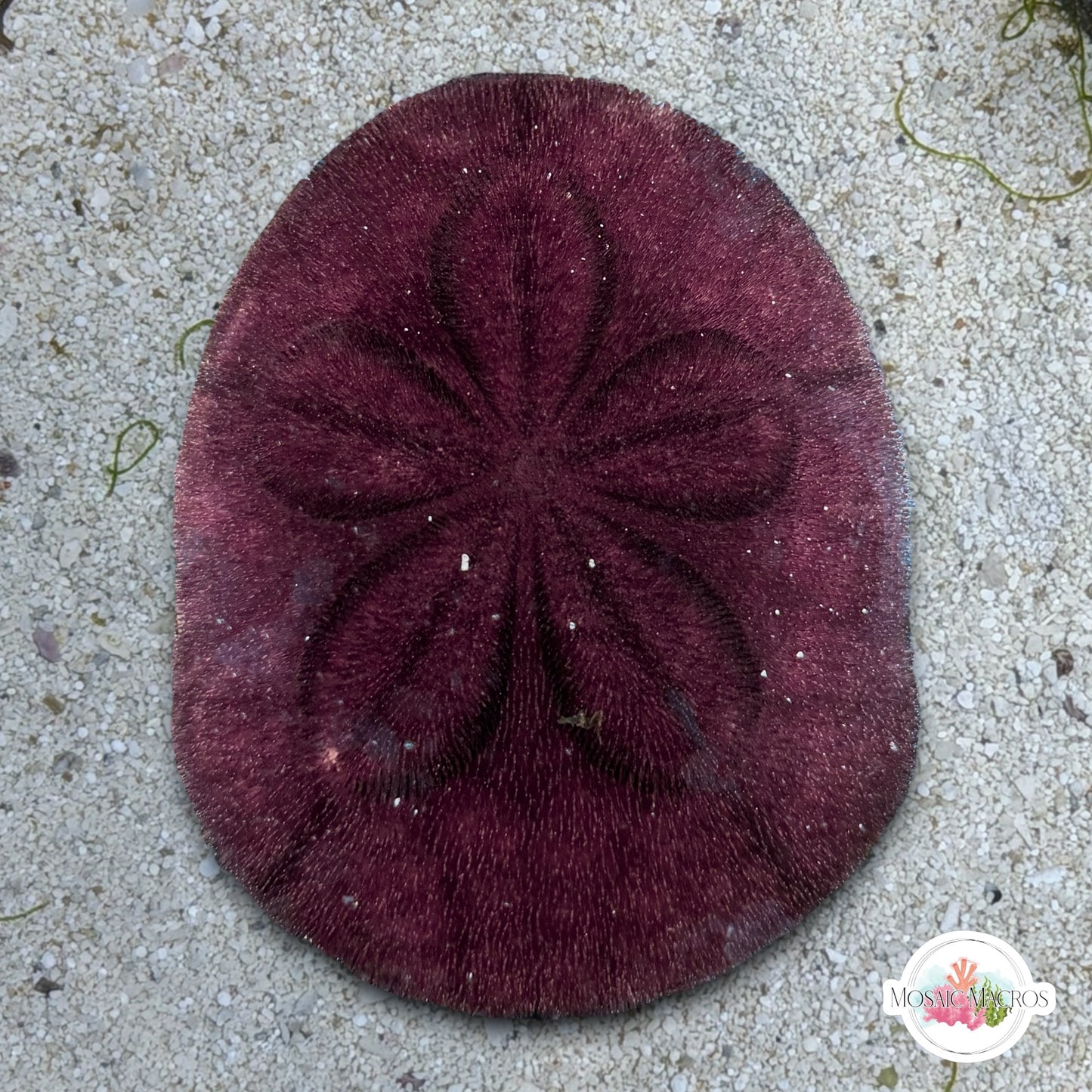 Biscuit Heart Urchin | Meoma ventricosa