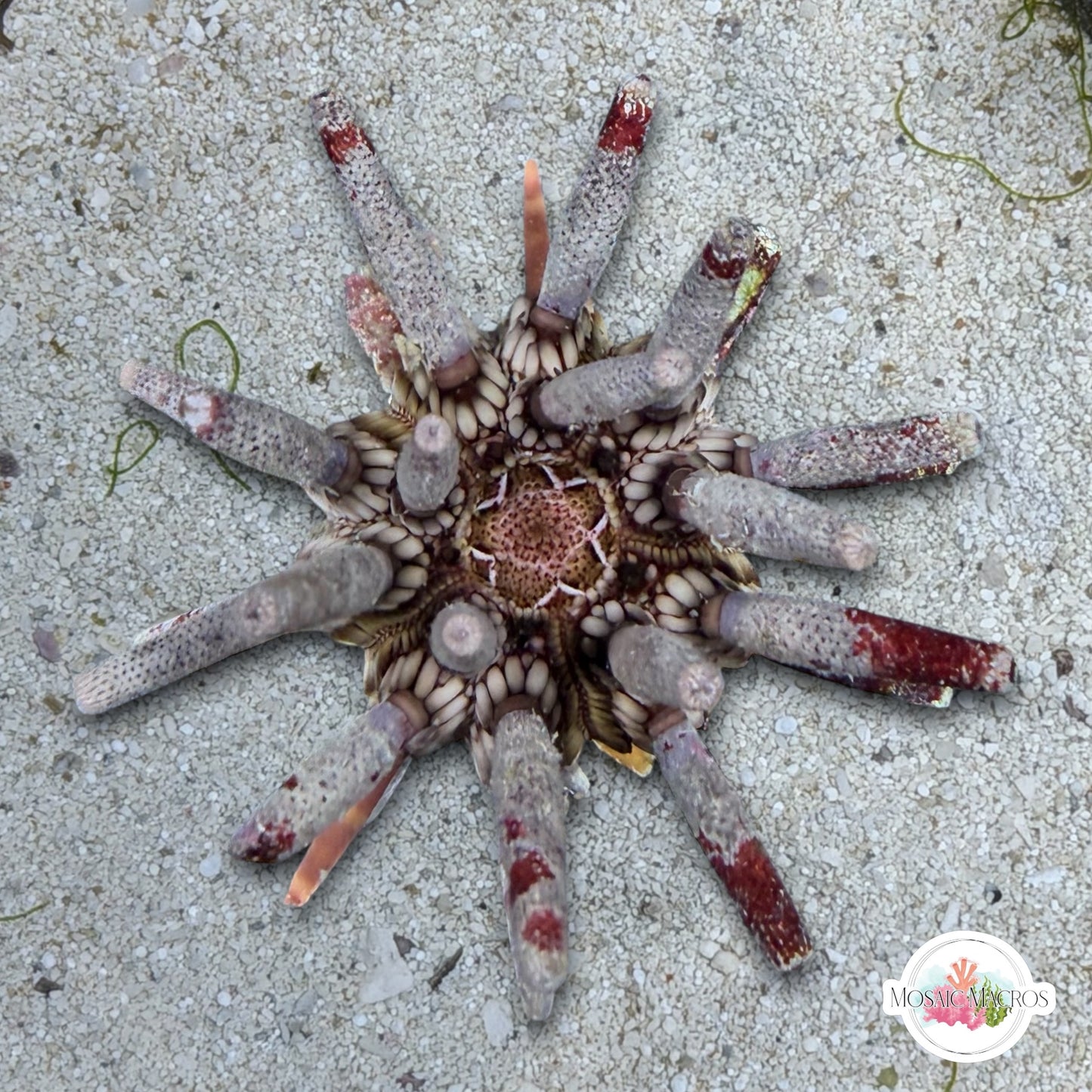 Pencil Urchin | Eucidaris tribuloides