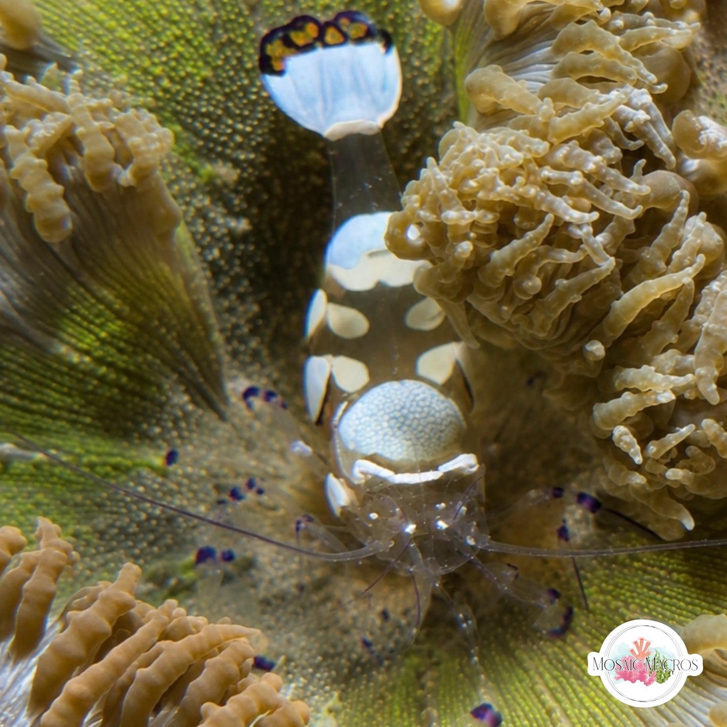 Peacock Tail Anemone Shrimp | Periclimenes brevicarpalis