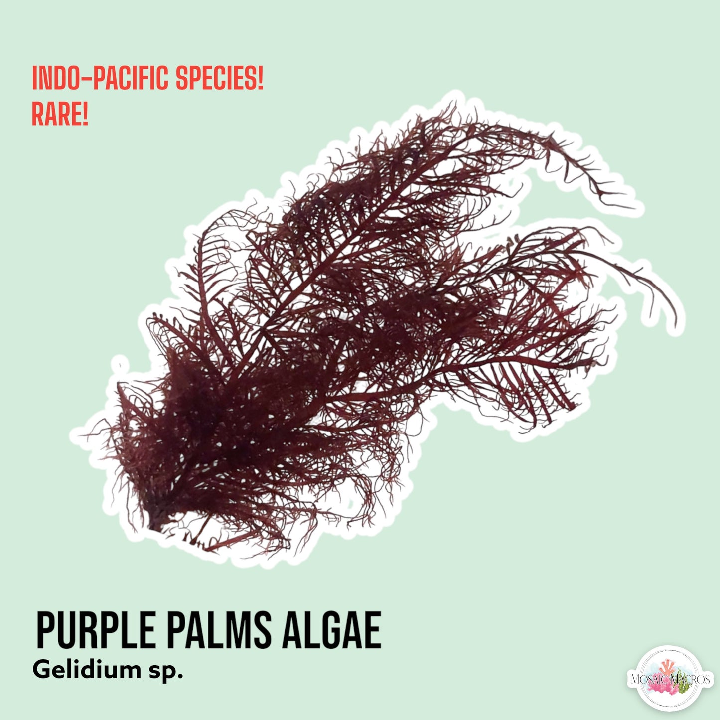 Purple Palms Macroalgae | Gelidium sp.