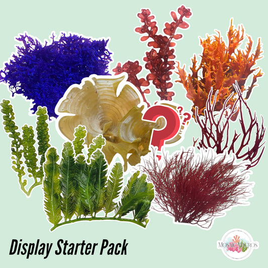 Display Starter Macroalgae Bundle | Various Species