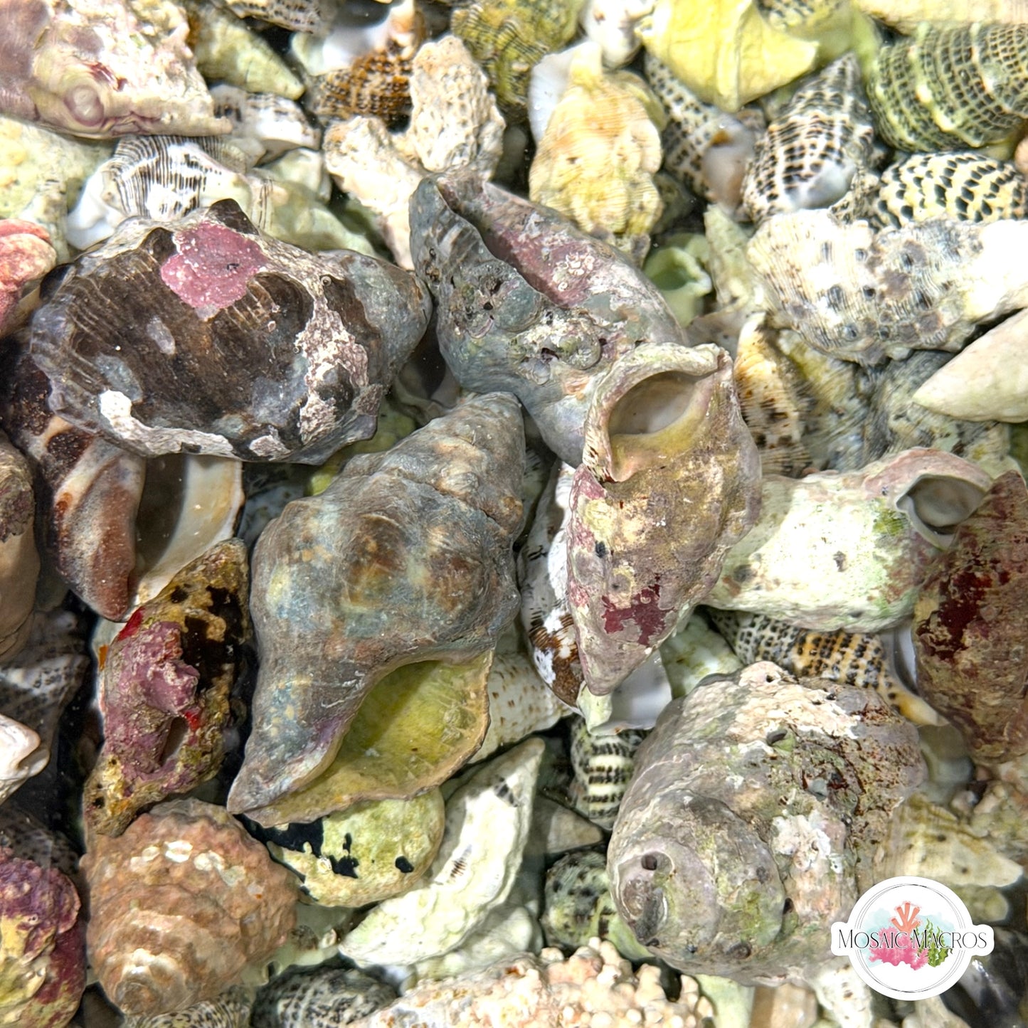 Empty Hermit Crab Shells