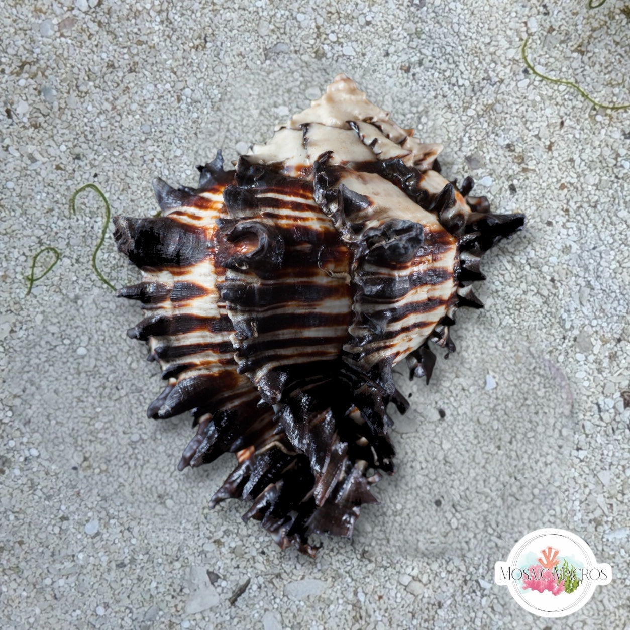 Spiny Murex Snail | Hexaplex fulvescens