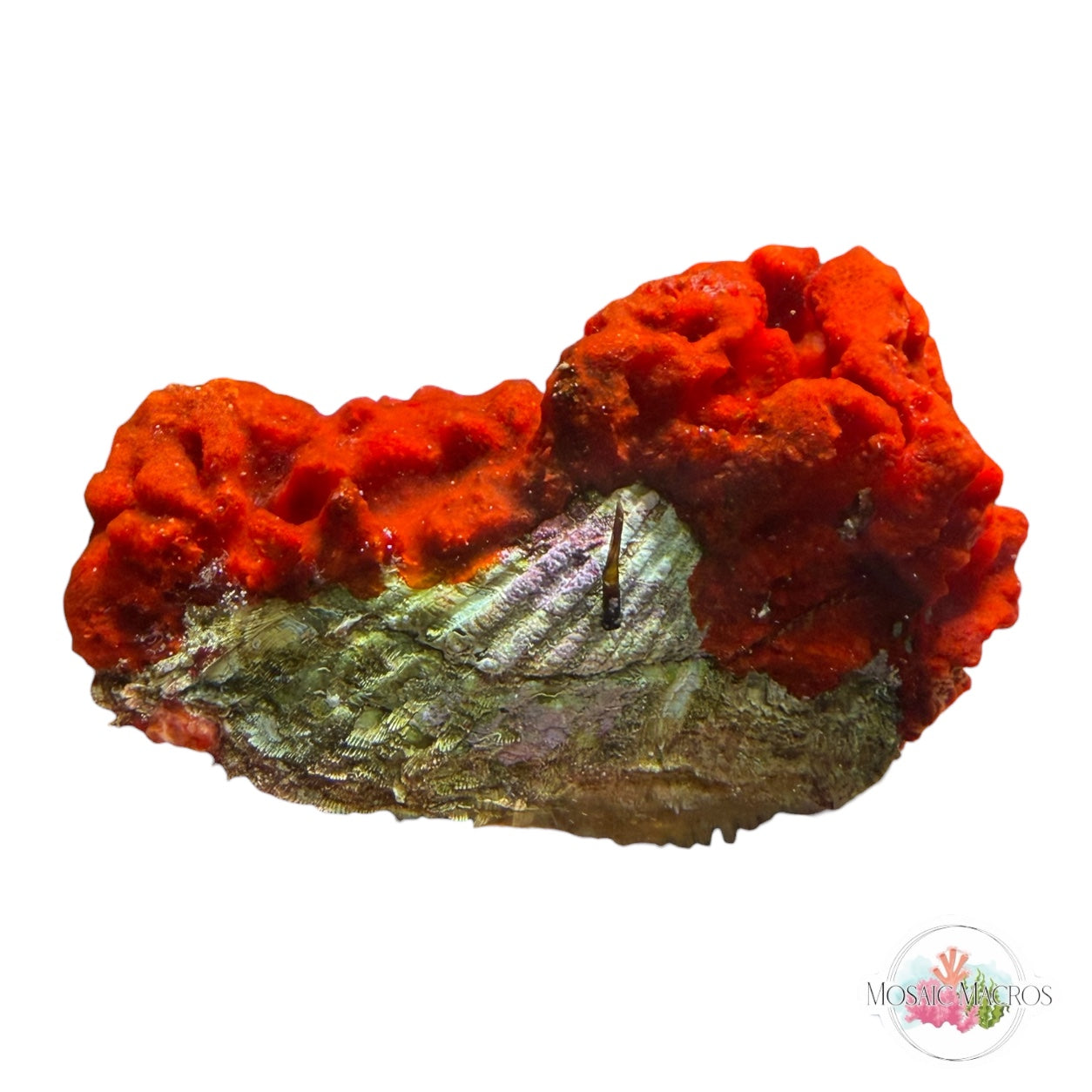 WYSWYG Orange Sponge & Noah’s Ark Clam