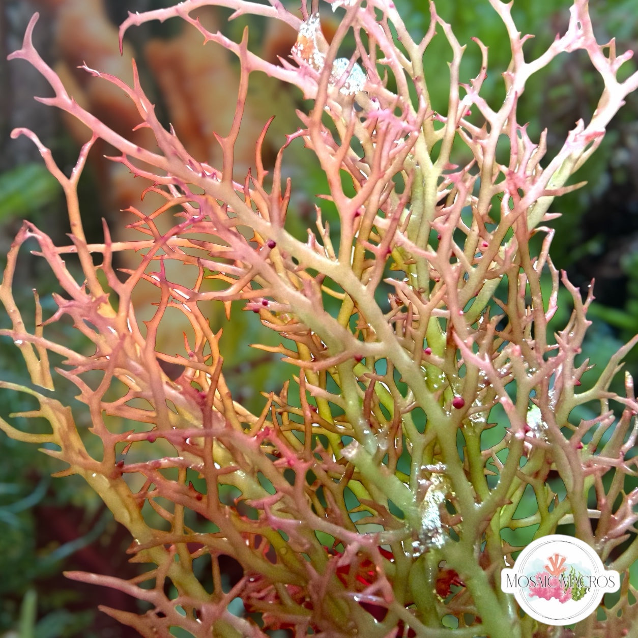 Rainbow Vine Macroalgae | Gracilaria sp.