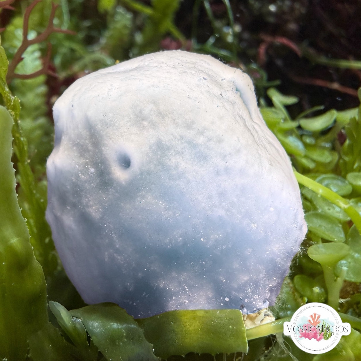 Pale Blue Ball Sponge | Cinachyra sp.