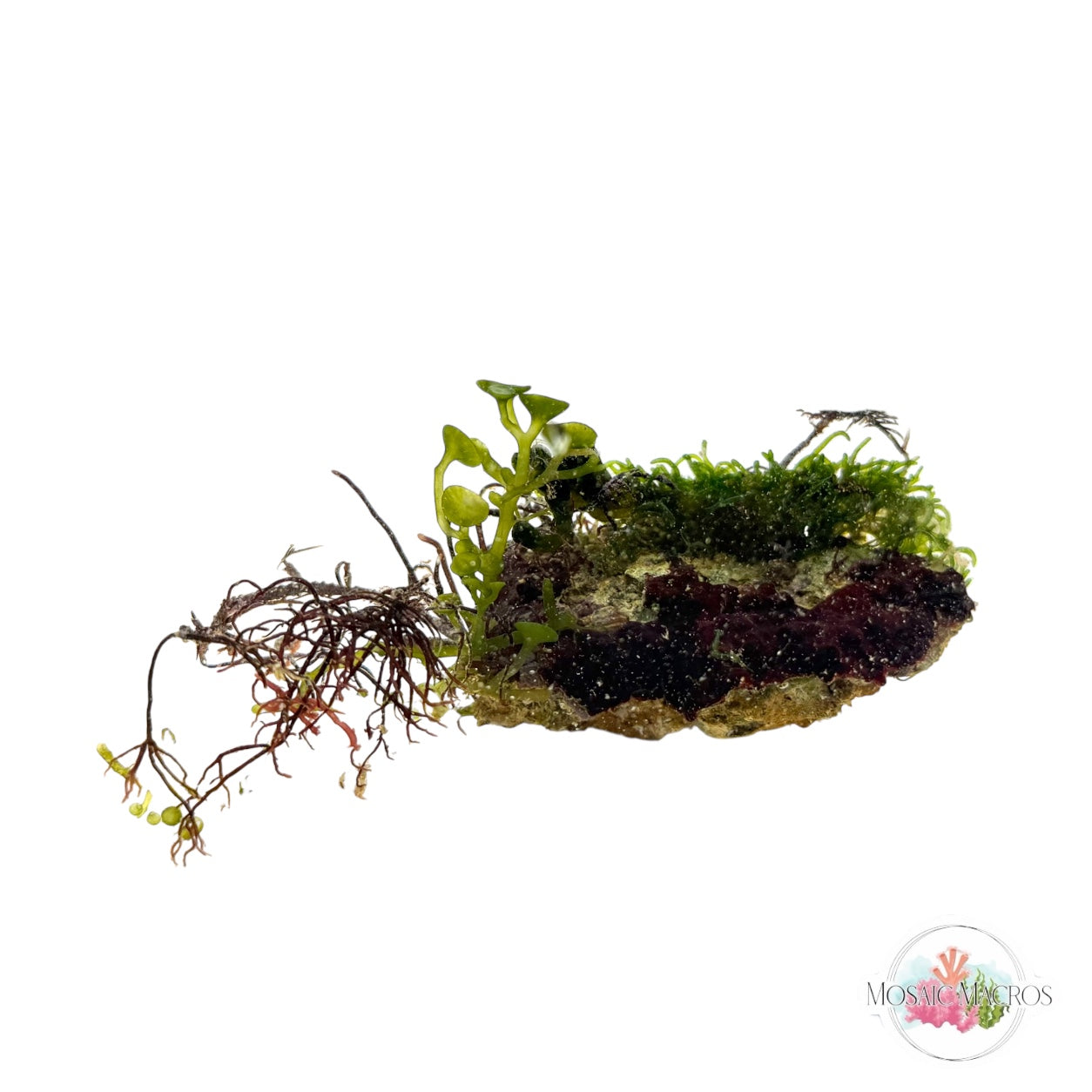 WYSWYG Macro Rock (Nano)