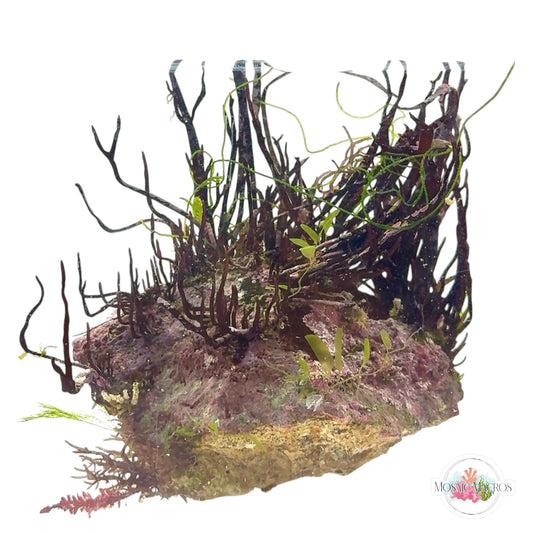 WYSWYG Rusty Ribbon & Caulerpa