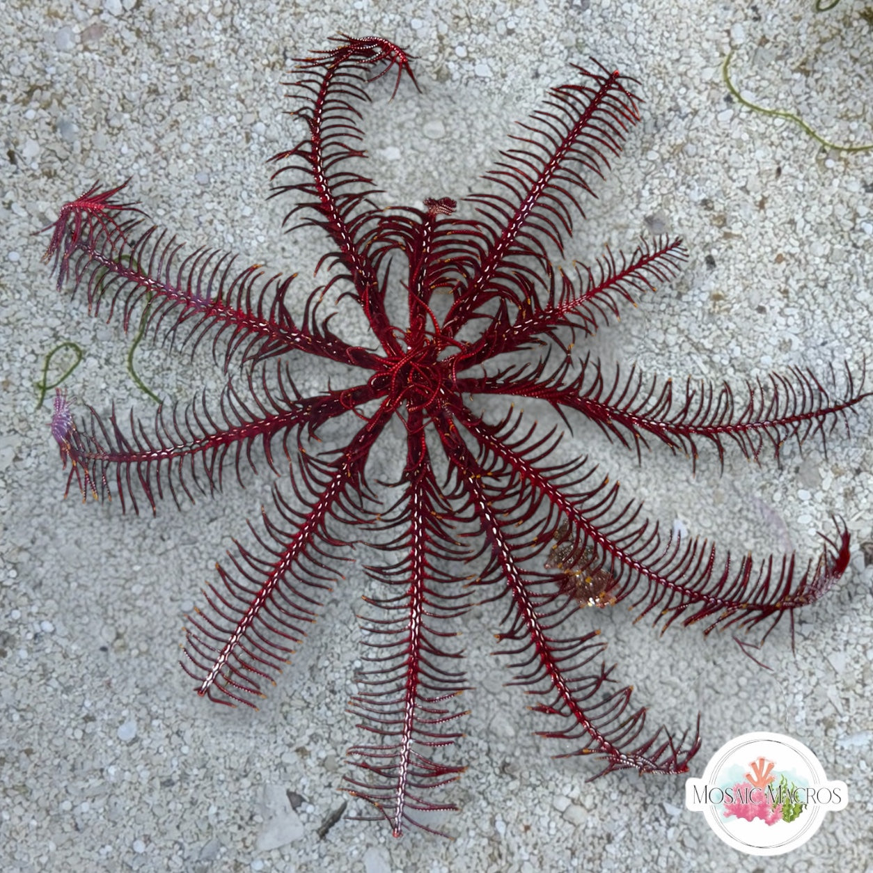 Red Feather Crinoid Starfish | Crinoidea sp.