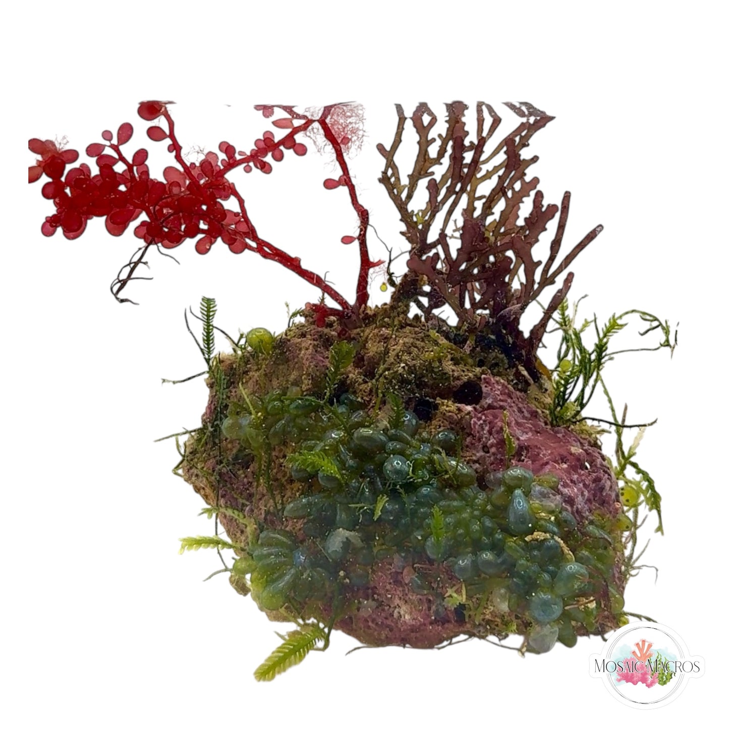 WYSWYG Caulerpa, Valonia, Purple Laurencia, & Red Grape (Naturally Attached)
