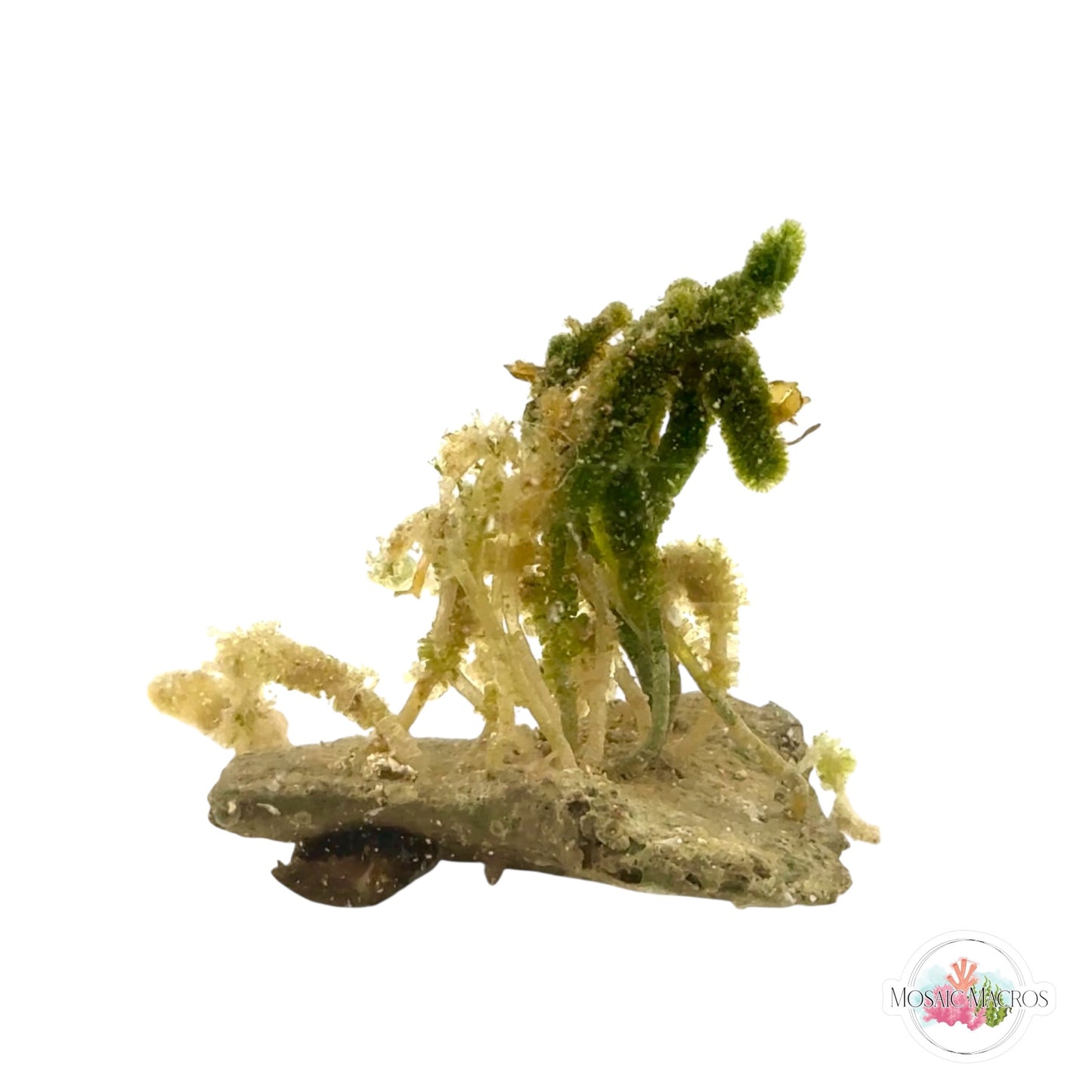 WYSWYG Nano Batophora (Naturally Attached to Rock)