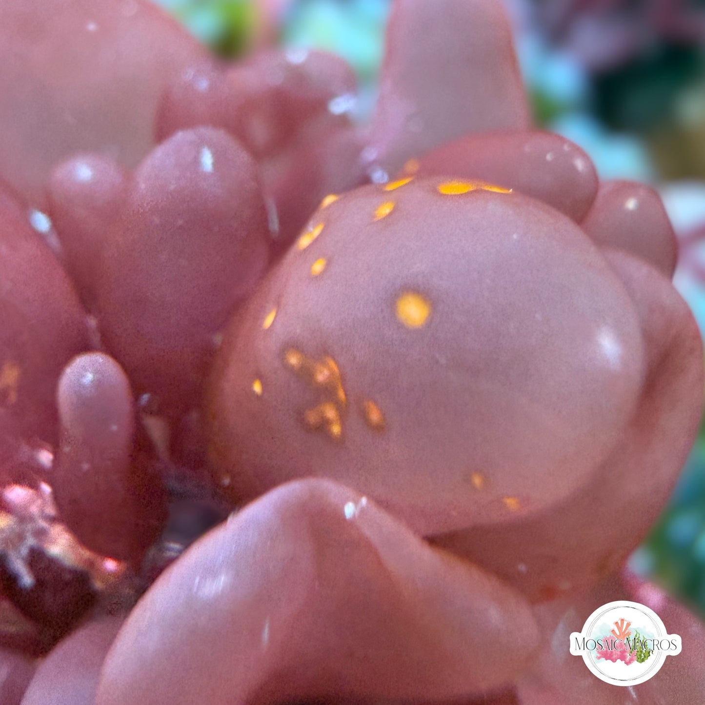 Red Bubble Macroalgae | Botryocladia skottsbergii