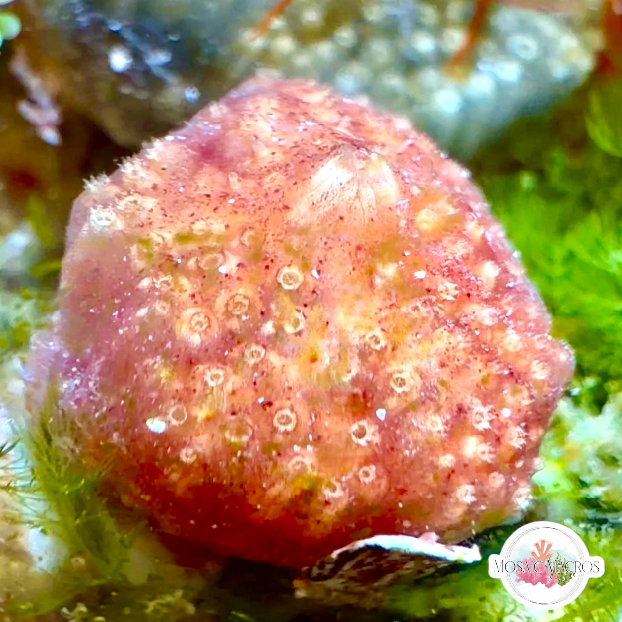 Mini Sea Grape Colonial Sea Squirt | Polycitor sp.