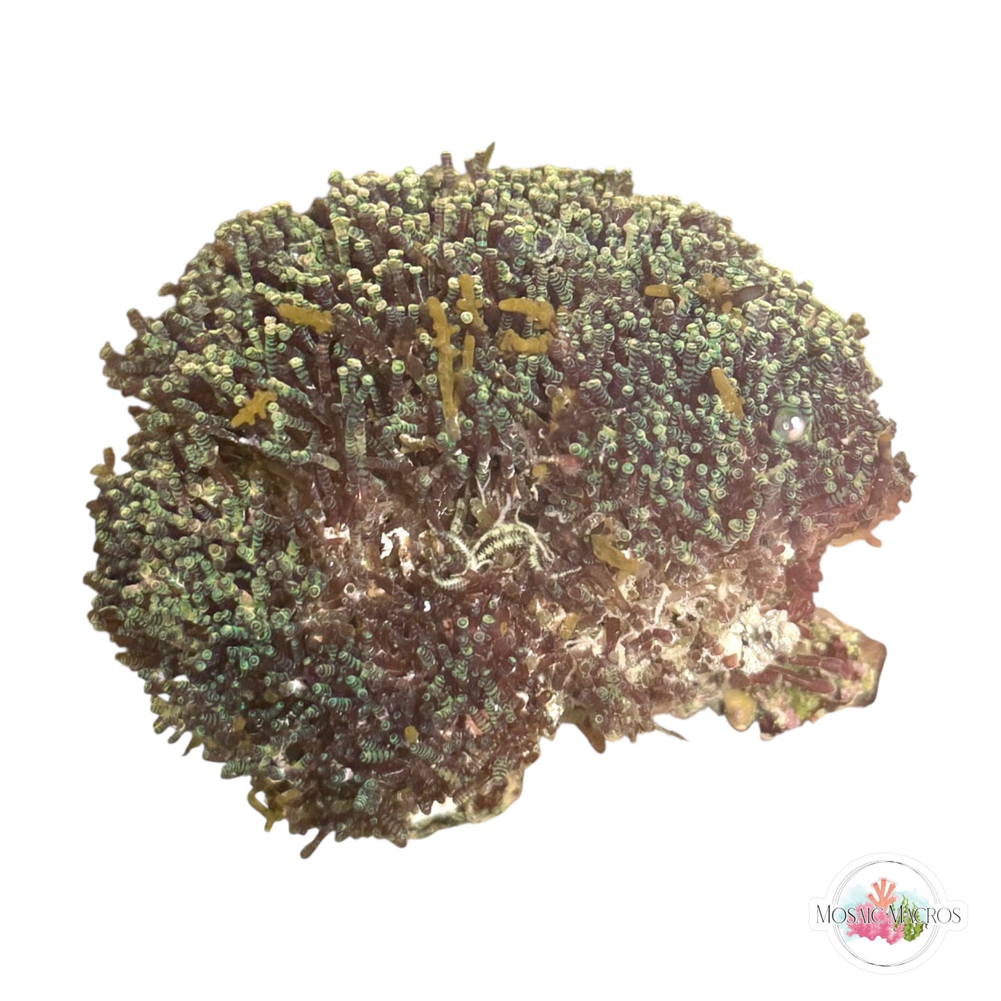 WYSWYG Iridescent Laurencia (Naturally Attached to Rock)