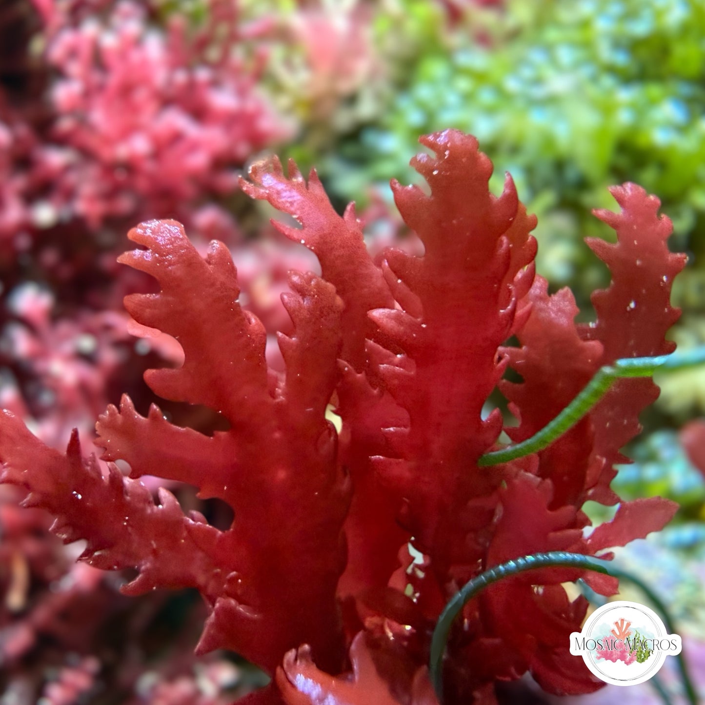 Crimson Blade Macroalgae | Unknown sp.